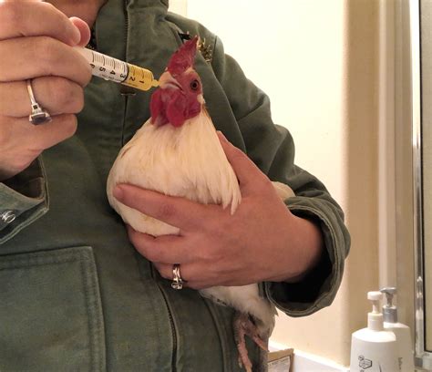 Steam it up. . How to treat an upper respiratory infection in chickens